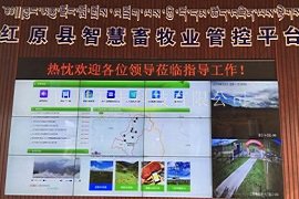 红原县智慧畜牧业监管平台